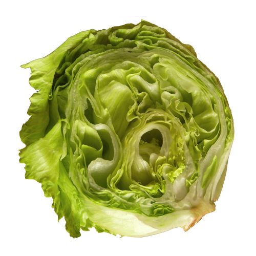 Iceberg Lettuce