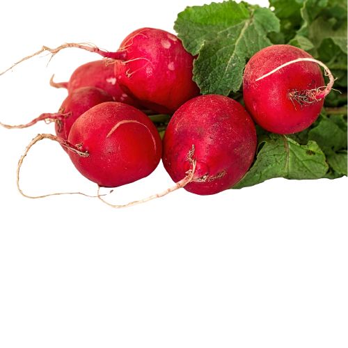Radish Class 1