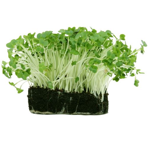 Salad Cress