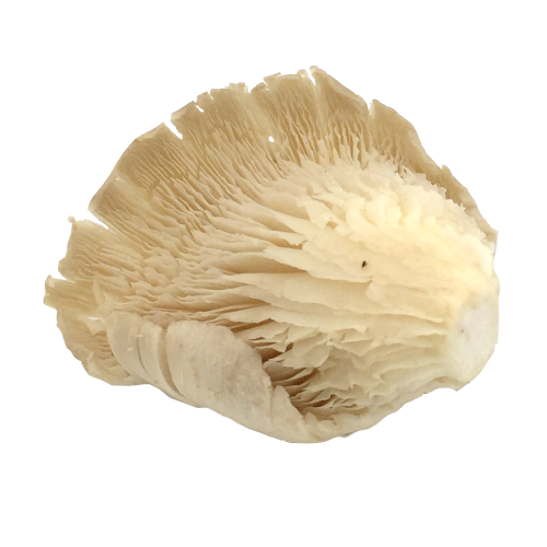 P.p. Oyster Mushroom 200g