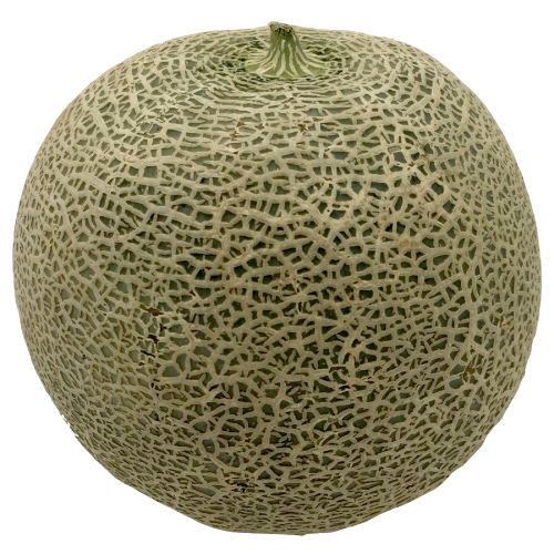 Cantaloupe Melon