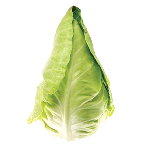 Pointed Cabbage Class 1