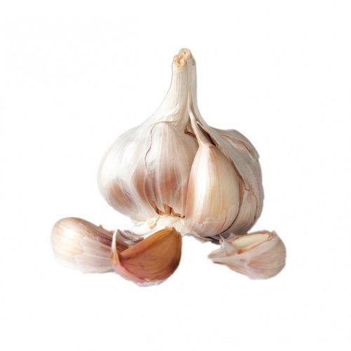 Garlic Bulb Class 1