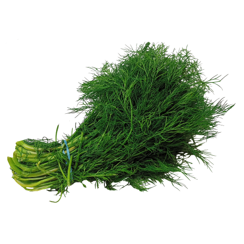 Fresh Dill