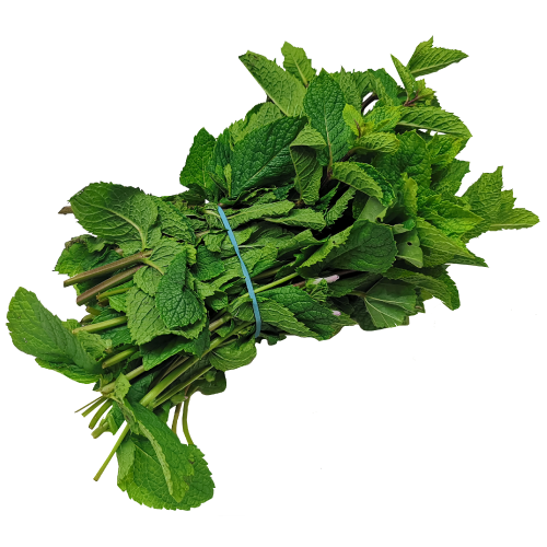Fresh Mint