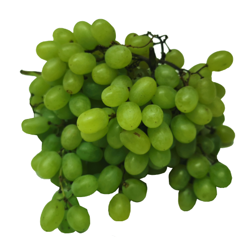 Green Seedless Grape