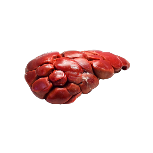 Beef Kidney