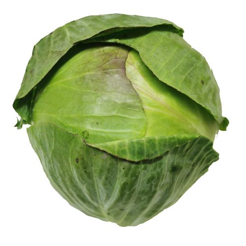 Primo Cabbage