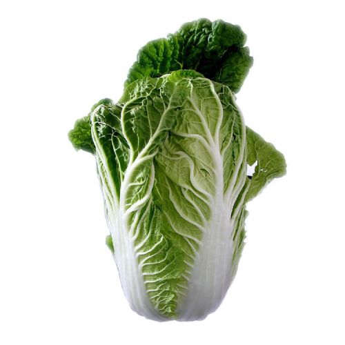 Pamphry Cabbage Class 1
