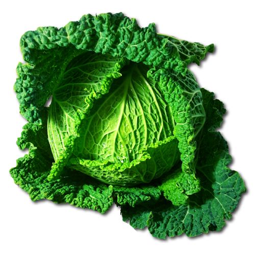 Cabbage Savoy.