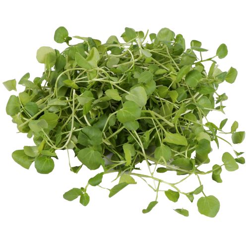 Cress
